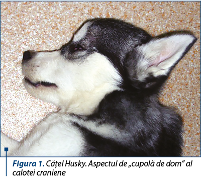 Figura 1. Căţel Husky. Aspectul de „cupolă de dom” al calotei craniene
