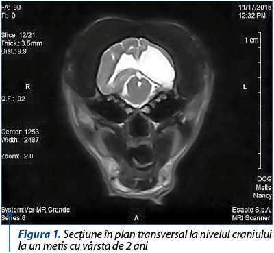 Figura 1. Secţiune în plan transversal la nivelul craniului la un metis cu vârsta de 2 ani