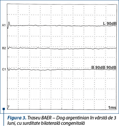 Figura 3. Traseu BAER − Dog argentinian în vârstă de 3 luni, cu surditate bilaterală congenitală