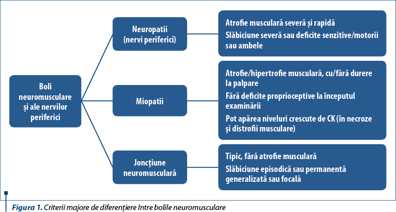 Figura 1. Criterii majore de diferenţiere între bolile neuromusculare 