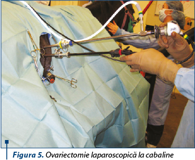 Figura 5. Ovariectomie laparoscopică la cabaline