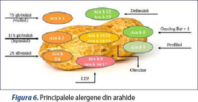 Figura 6. Principalele alergene din arahide