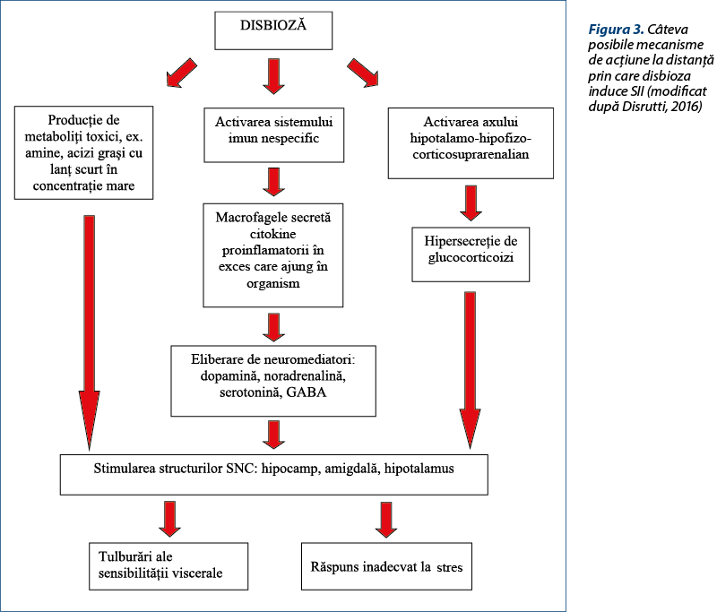 Figura 3. Câteva posibile mecanisme de acţiune la distanţă prin care disbioza induce SII (modificat după Disrutti, 2016)