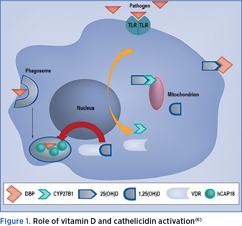 Figure 1. Role of vitamin D and cathelicidin activation(6)