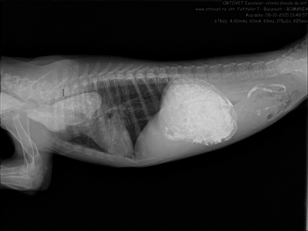 Figura 2. Radiografie toraco-abdominală latero-laterală, decubit lateral drept, efectuată după administrarea substanței de contrast; 1- dilatație esofagiană, radioopacă, datorată sulfatului de bariu ingerat; 2- cord