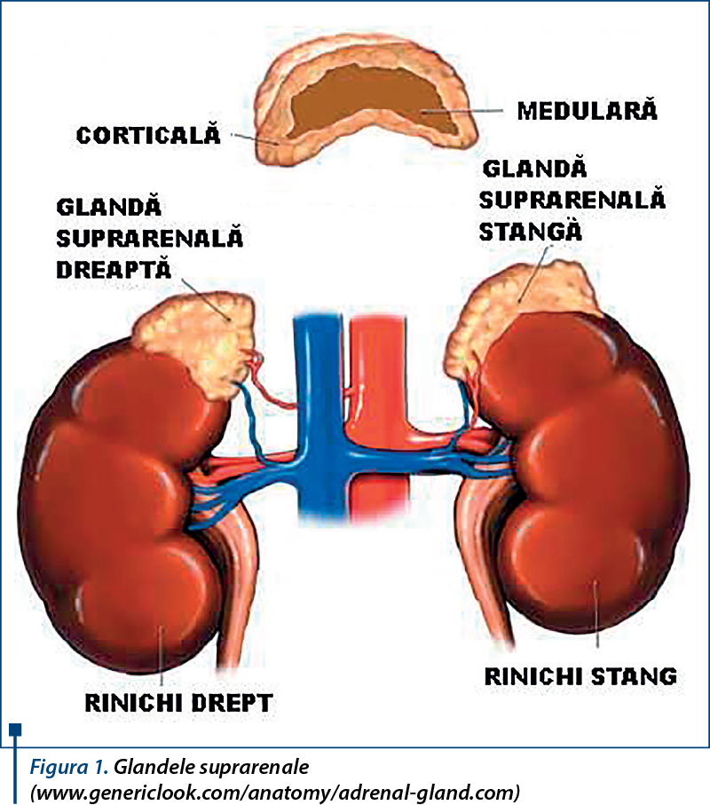 Glandele suprarenale