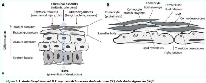 Figura 1. A: straturile epidermului. B: Componentele barierelor stratului cornos (SC) şi ale stratului granulos (SG)(1)
