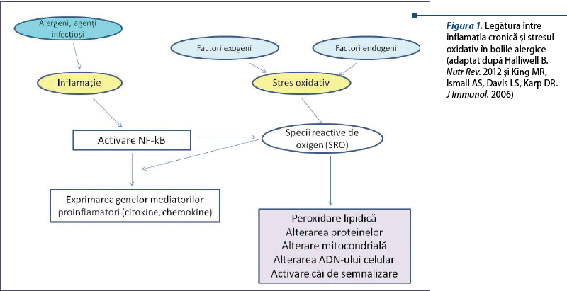 Figura 1. Legătura între inflamaţia cronică şi stresul oxidativ în bolile alergice (adaptat după Halliwell B. Nutr Rev. 2012 şi King MR, Ismail AS, Davis LS, Karp DR.  J Immunol. 2006)